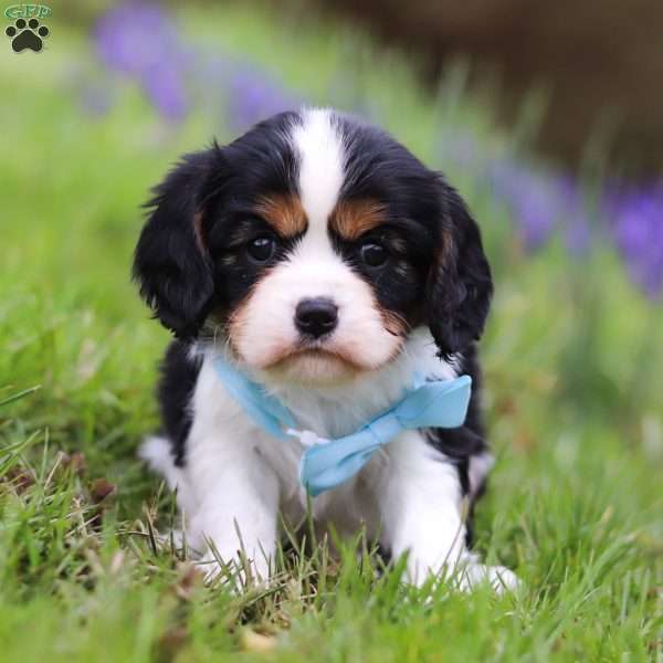 Axl, Cavalier King Charles Spaniel Puppy